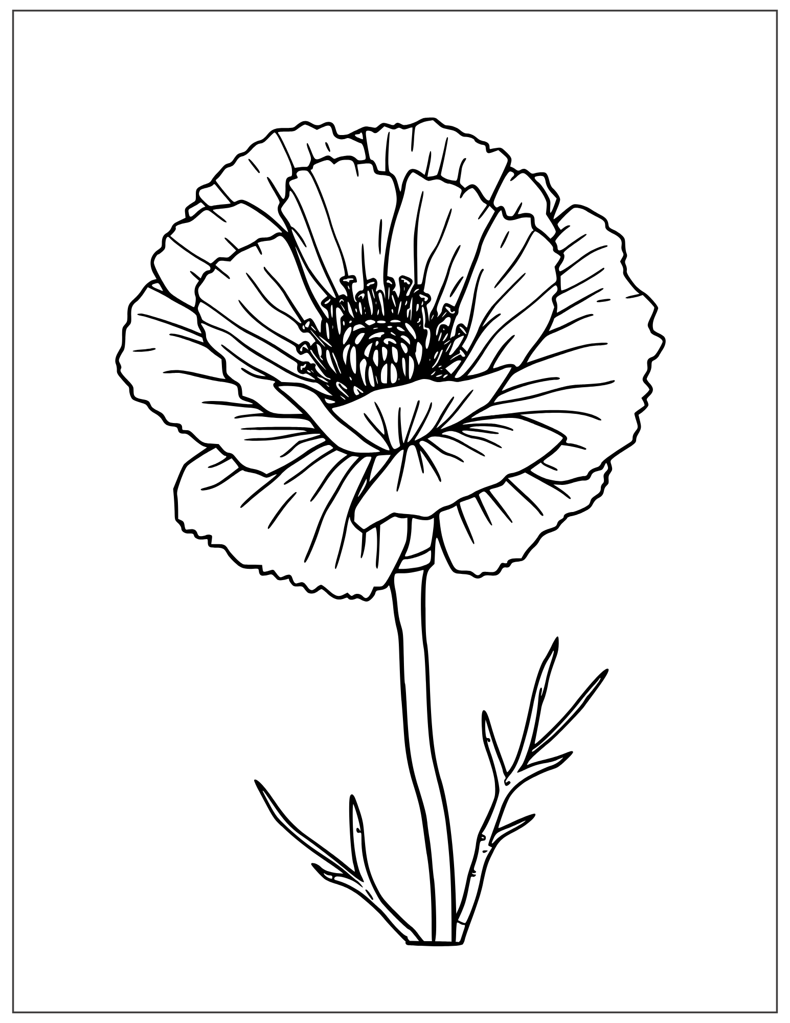 carnation