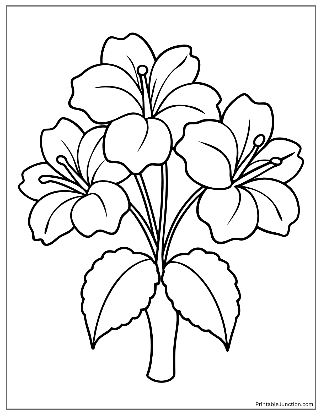 hibiscus