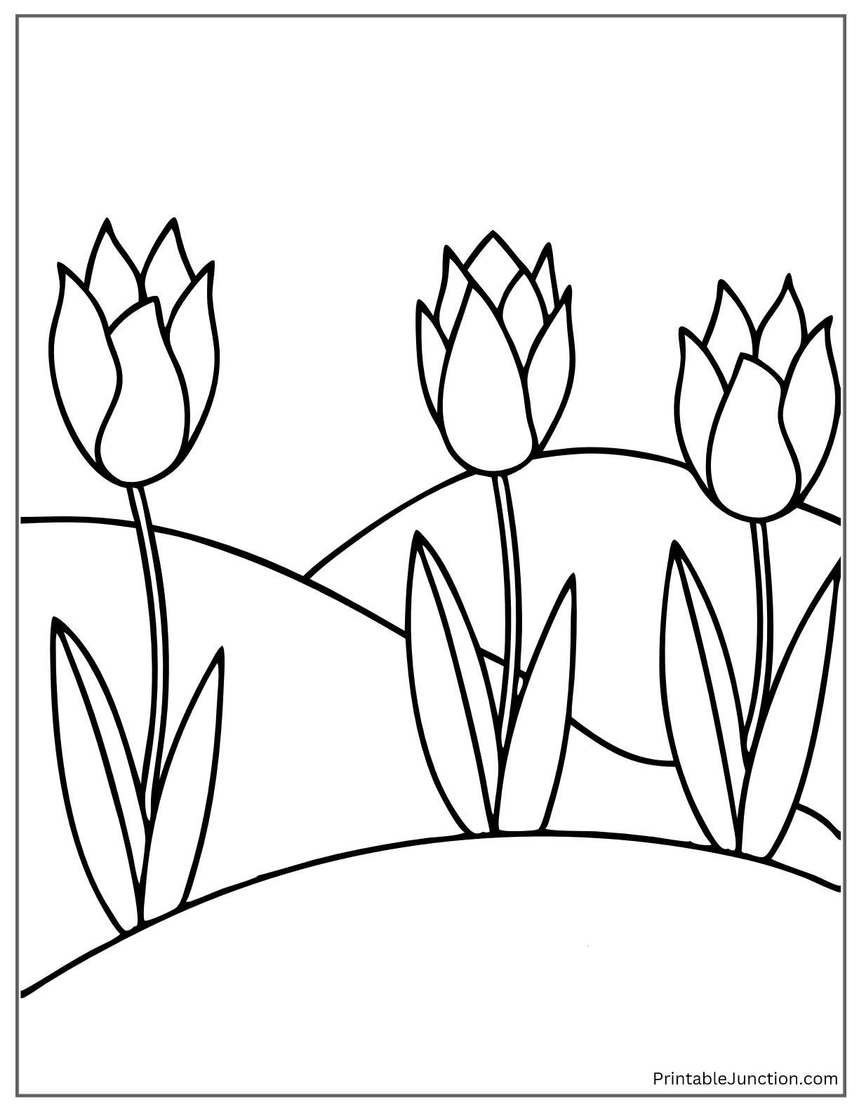 landscape of tulips with hills